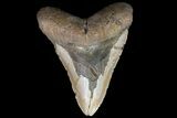 Bargain, Megalodon Tooth - North Carolina #83950-1